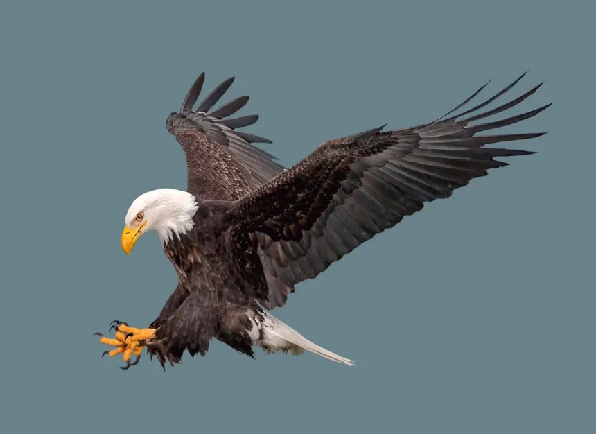 Do You Have The Eagle Frequency?